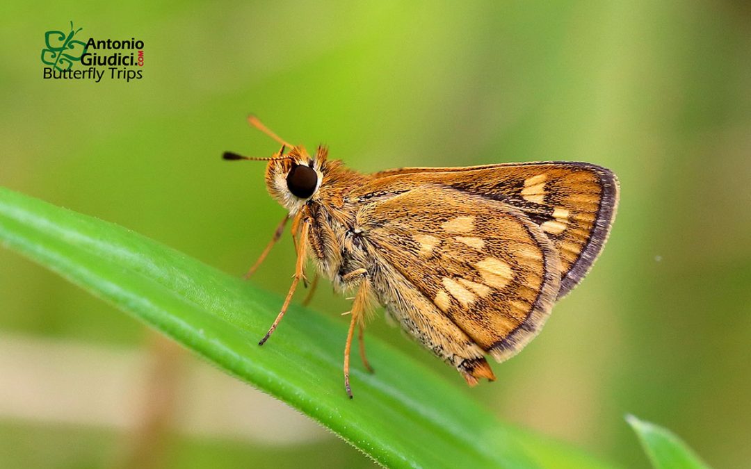 The Veined Grass Dartผีเสื้อหนวดตุ้มเส้นดำTaractrocera luzonensis