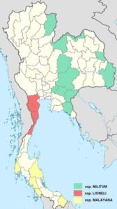 Terinos Clarissa 01