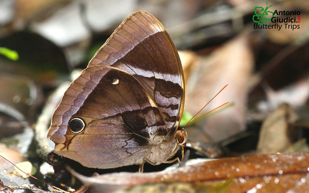 The Malayan Junglegloryผีเสื้อดาราไพรปักษ์ใต้Thaumantis odana