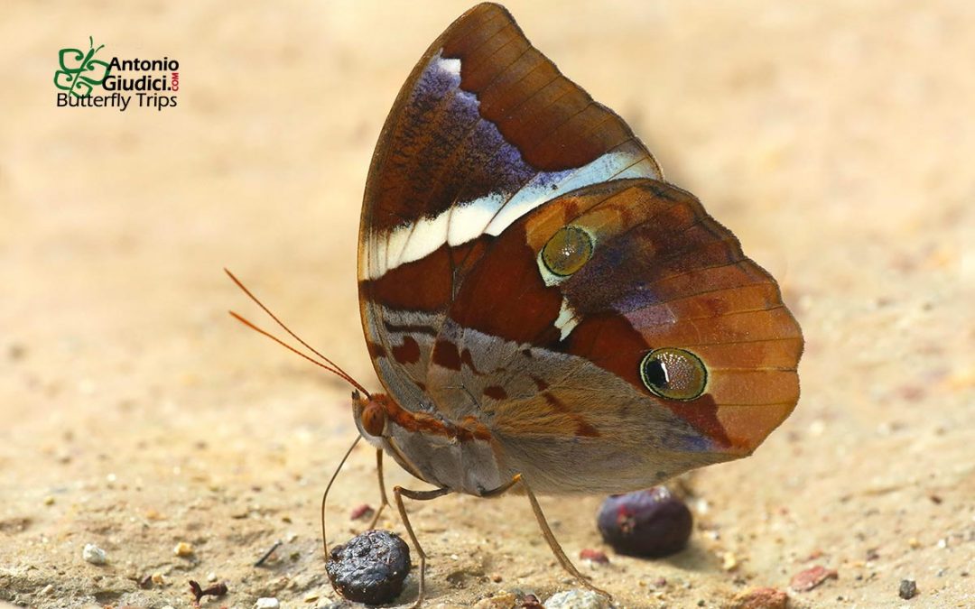 The Tufted Junglekingผีเสื้อเจ้าป่าปีกพู่Thauria aliris