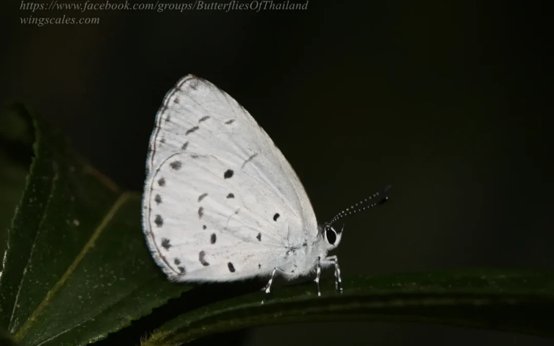 Udara selma