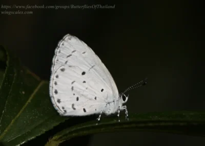 Udara selma
