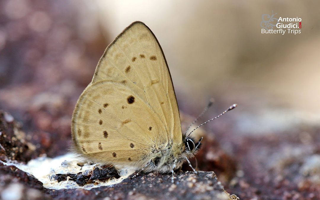 The Singletonผีเสื้อฟ้ายูน่าUna usta