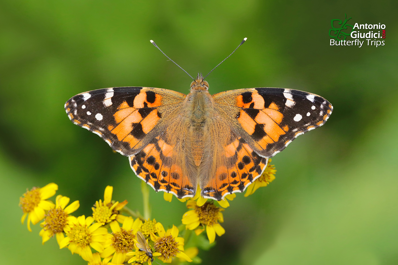 Vanessa Cardui (3) - Thai Butterfly Trips