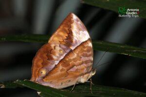 Zeuxidia Amethystus Female