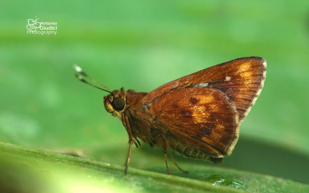 Zographetus doxus