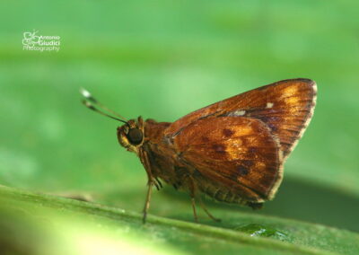 Zographetus doxus