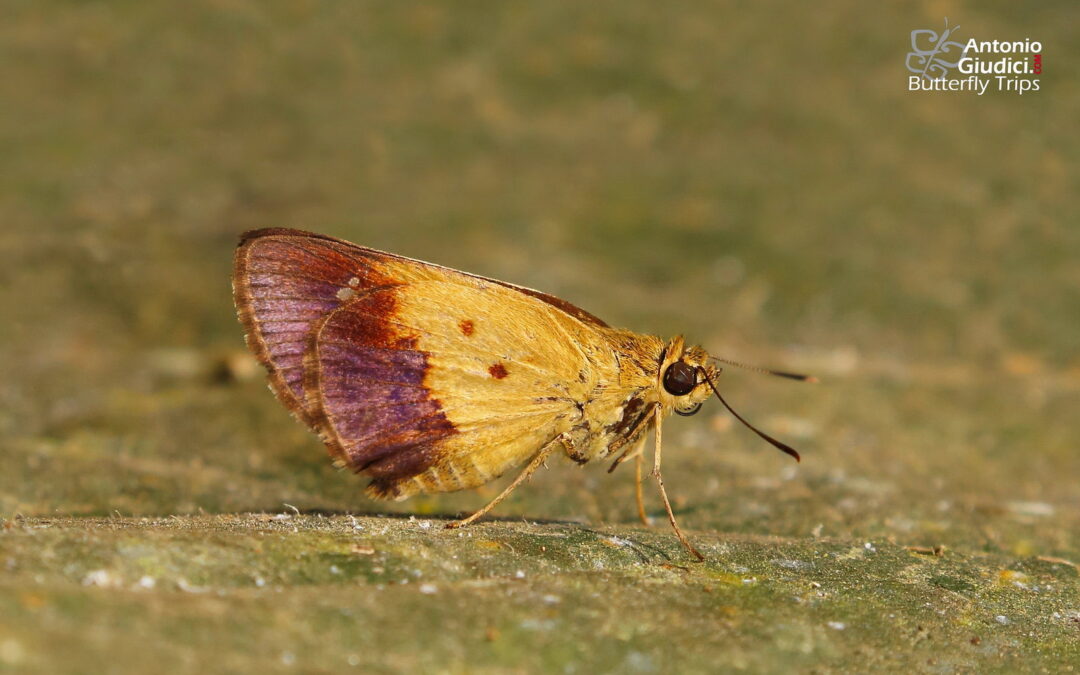 Zographetus satwa