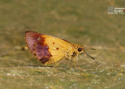 Zographetus satwa