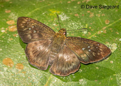 Gerosis tristis