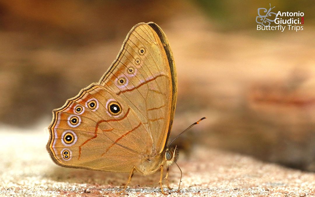 The Pale Foresterผีเสื้อเลอะเทอะสีจางLethe latiaris