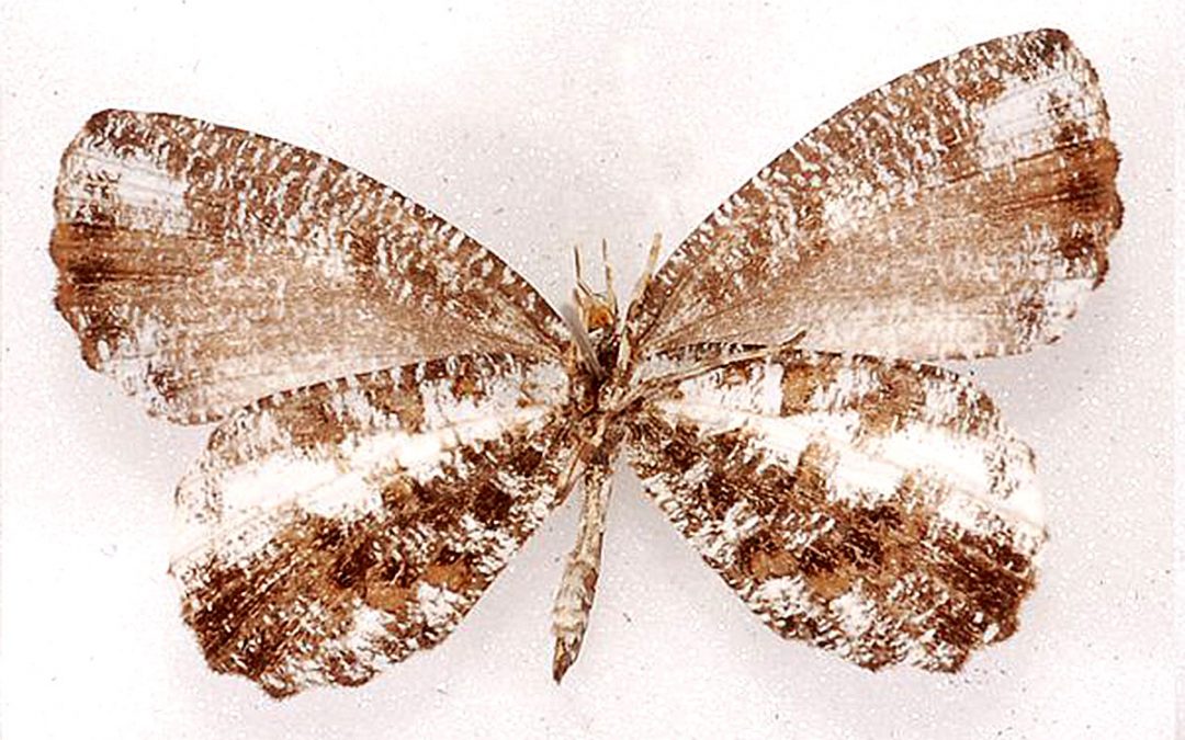  The Rounded Mottle  ผีเสื้อลายหินอ่อนปีกมน Logania regina