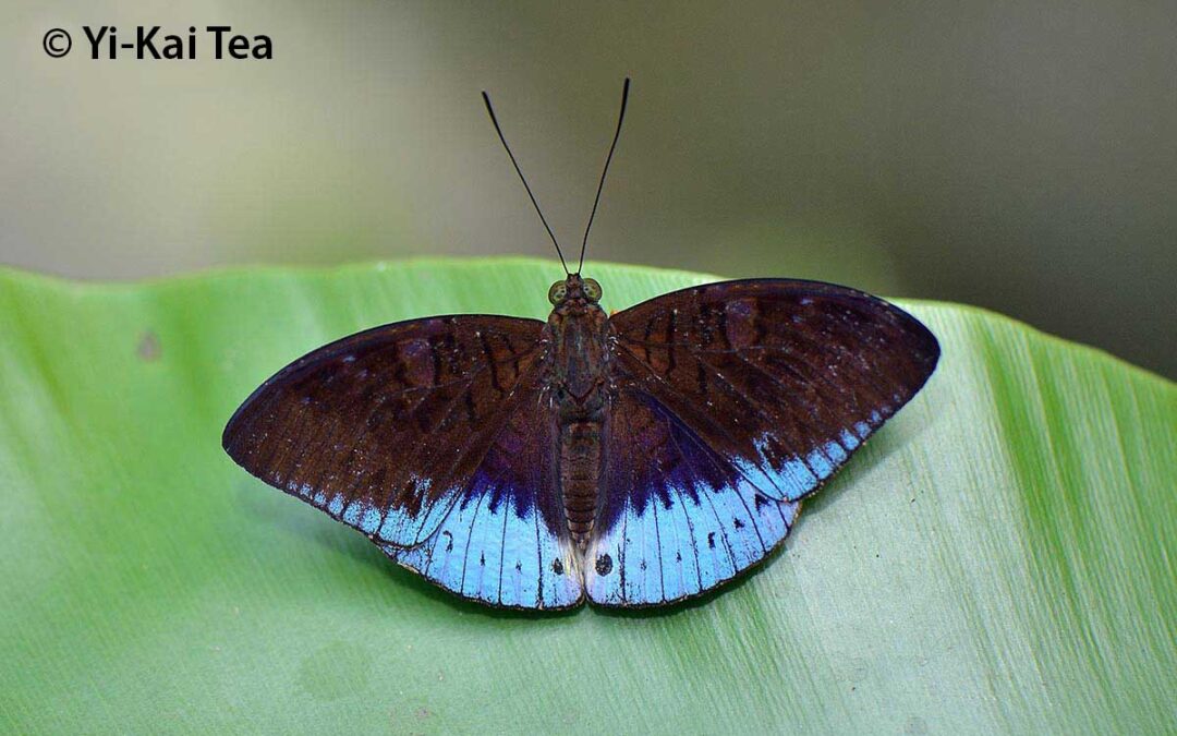 The Violet-bordered Viscountผีเสื้อไวส์เคาท์ขอบม่วงTanaecia clathrata