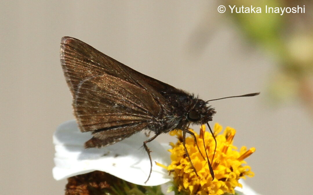 Aeromachus jhora