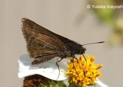 Aeromachus jhora