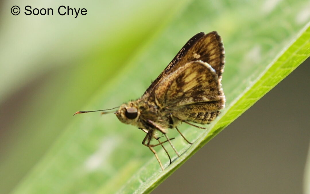Halpe aurifera