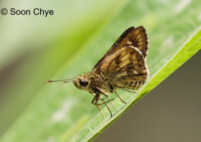 Halpe aurifera