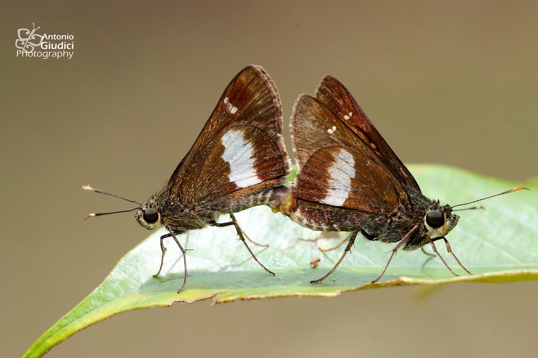 The Dark-banded Aceผีเสื้อจุดเหลี่ยมแถบยาวHalpe ormenes