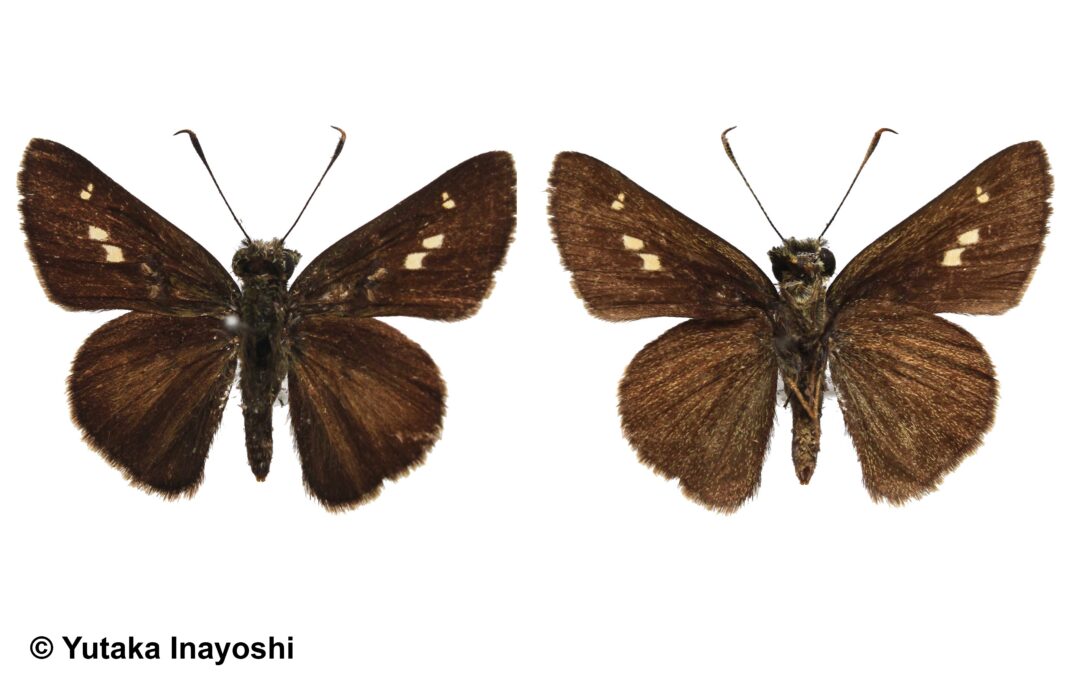 Halpe scissa