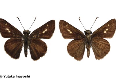 Halpe scissa