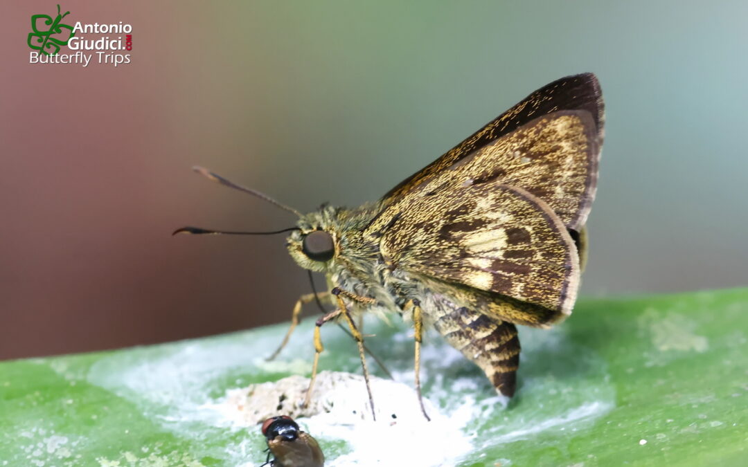 Halpe toxopea