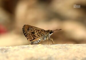 Hapemorpha Albipectus