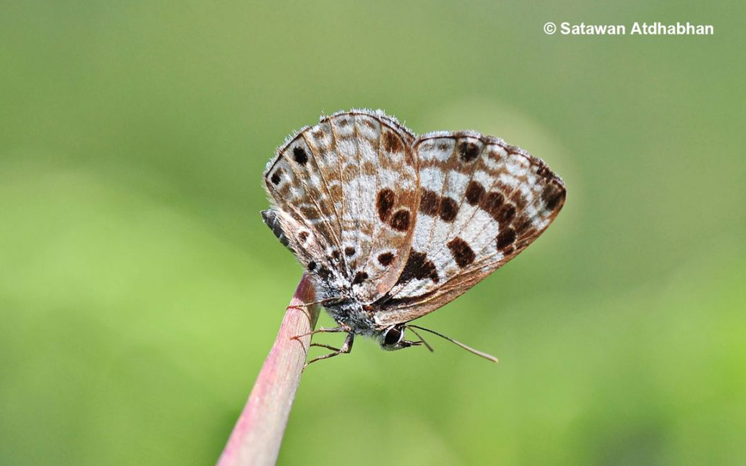 The Large Pointed Pierrotผีเสื้อม่วงปีกแหลมใหญ่Niphanda tessellata