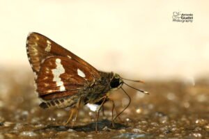 Thoressa Cerata 02