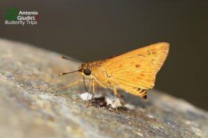 Thoressa Masoni 01