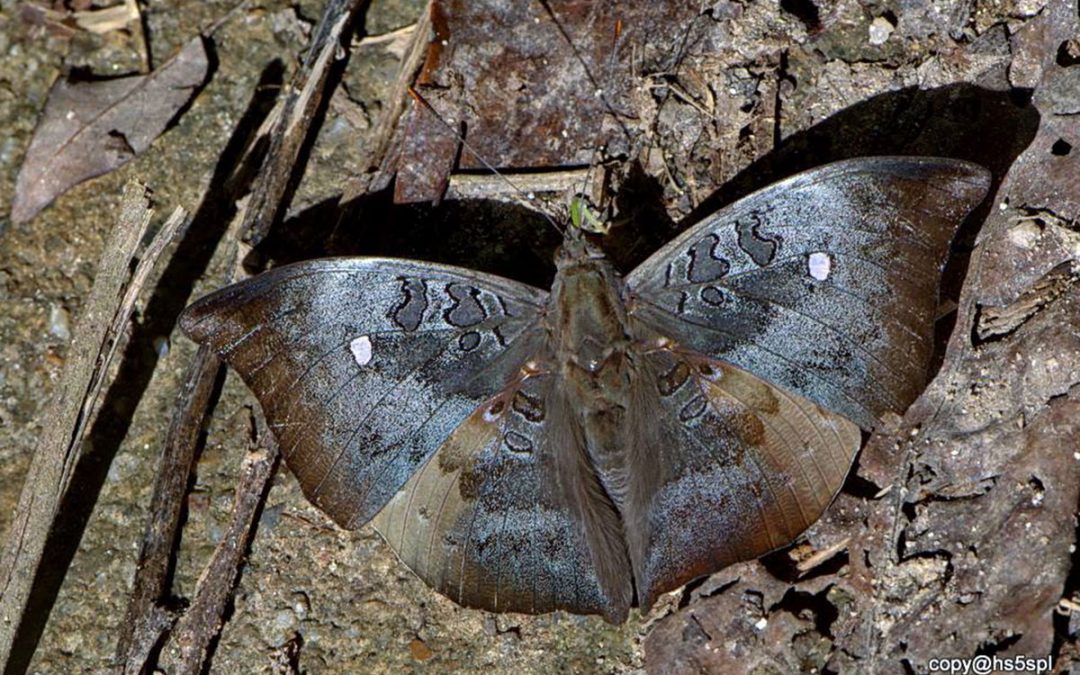 The Mountain Gray Baronn/aEuthalia saitaphernes