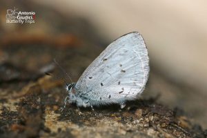 Celastrina Hersilia