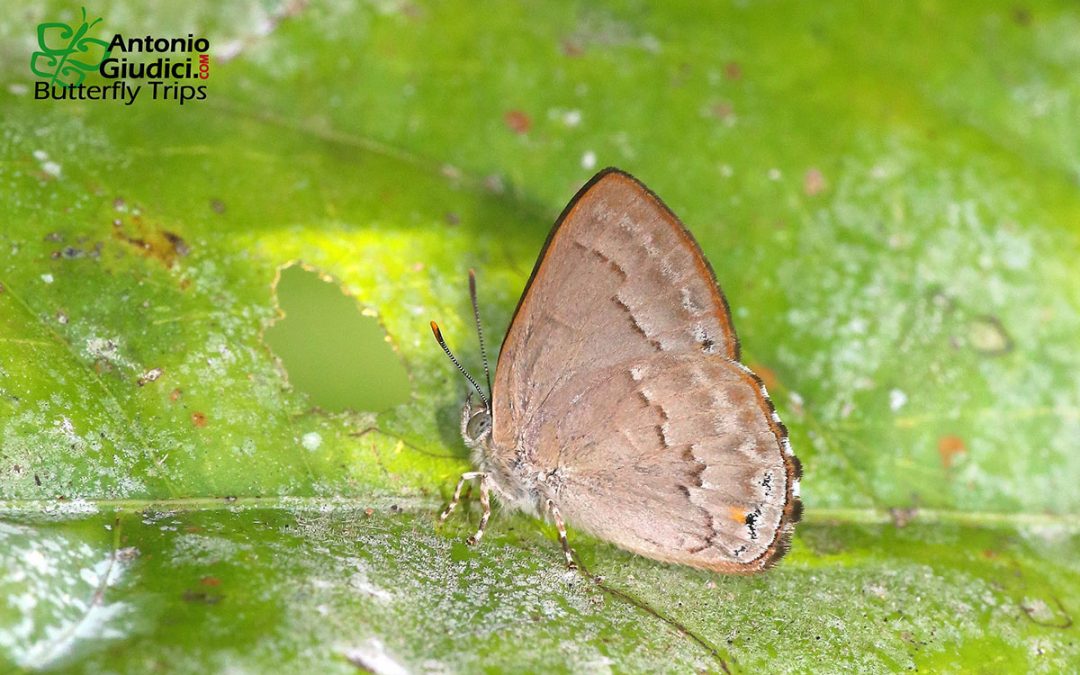 n/an/aDeramas alixae