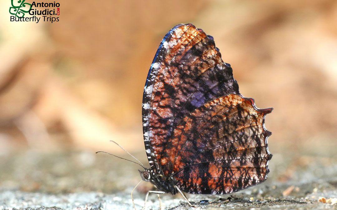 The Marbled Palmflyผีเสื้อหนอนมะพร้าวลายหินอ่อนElymnias saola