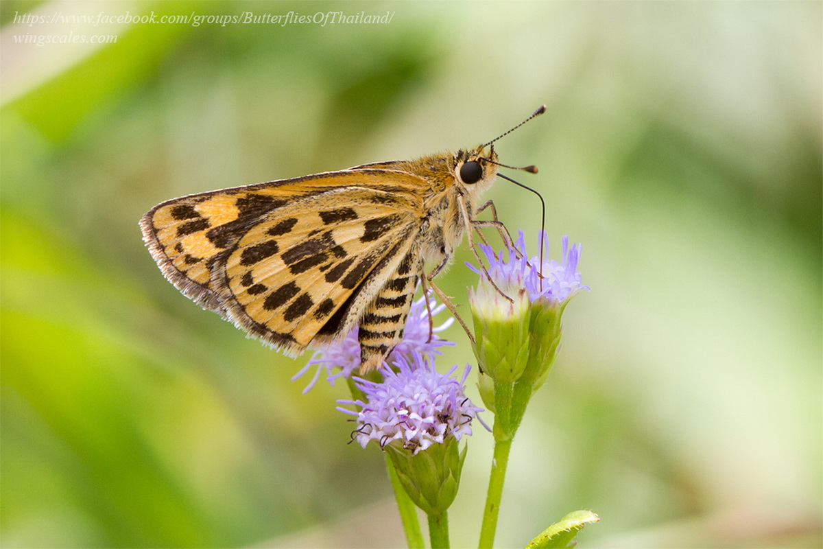 Taractrocera Ceramas - Thai Butterfly Trips