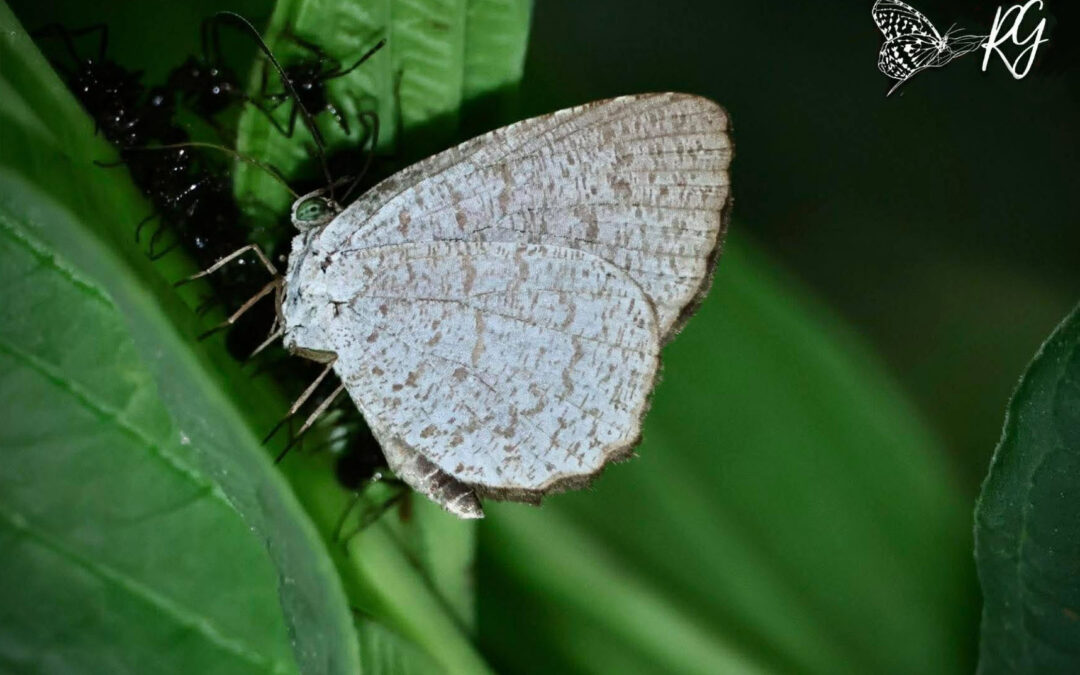 Allotinus portunus