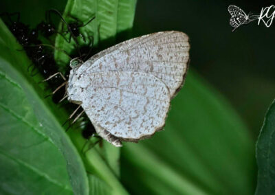 Allotinus portunus