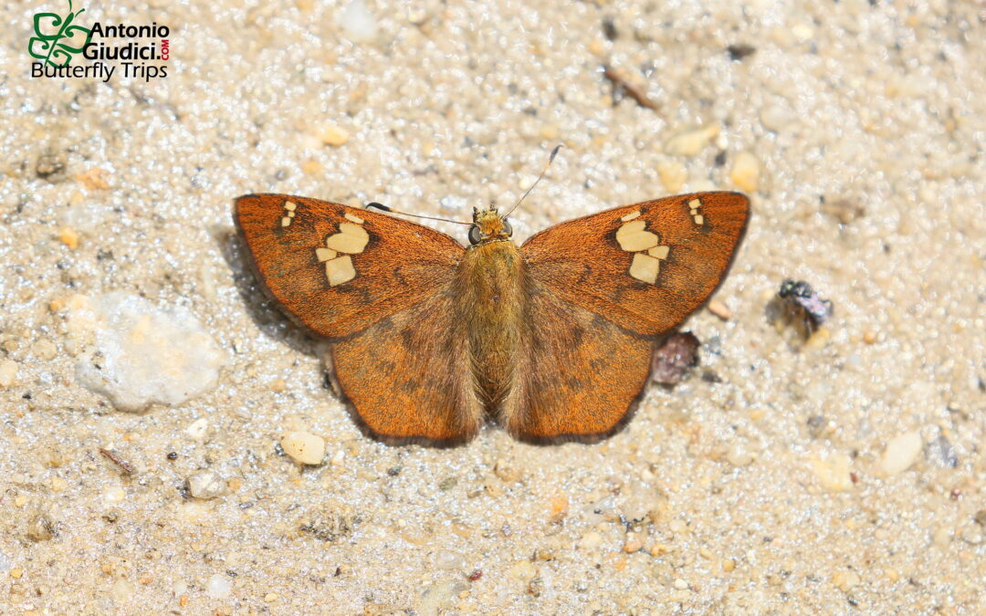 Pseudocoladenia sp.