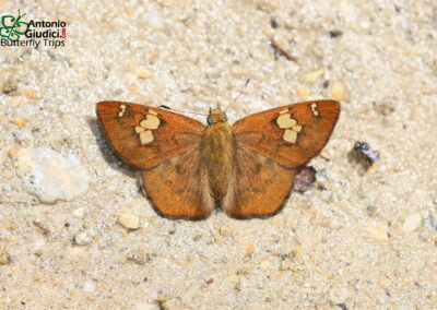 Pseudocoladenia sp.