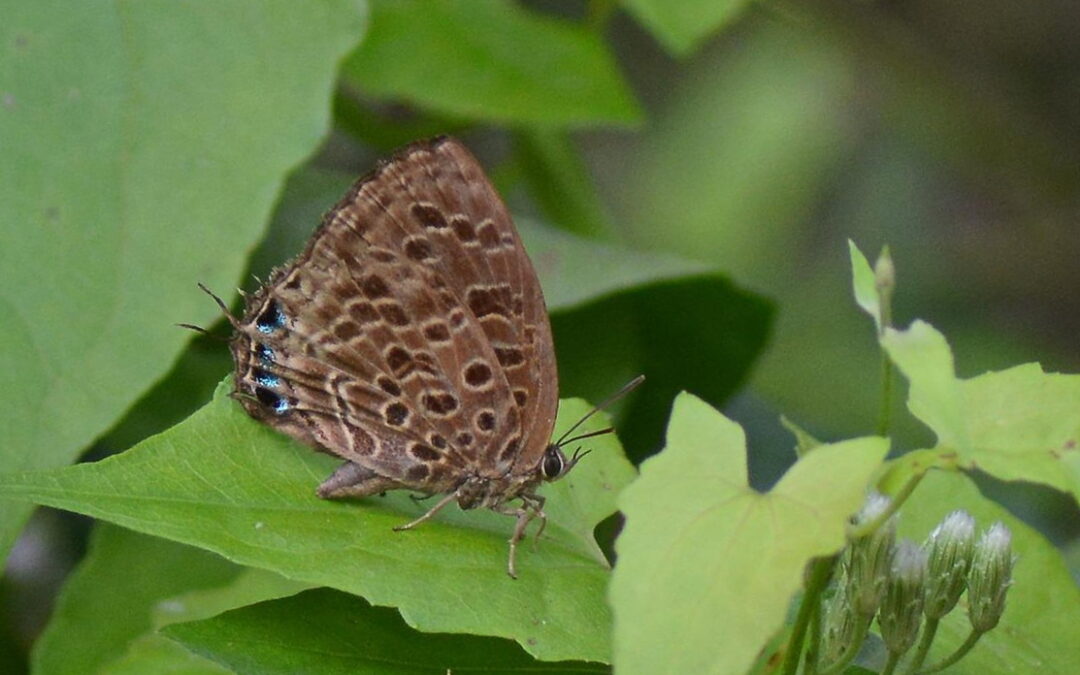 Arhopala anella