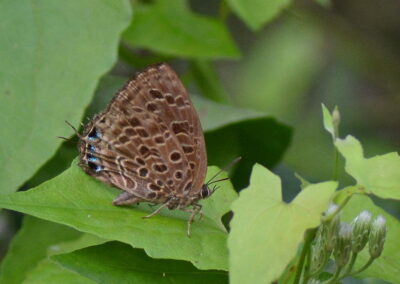 Arhopala anella