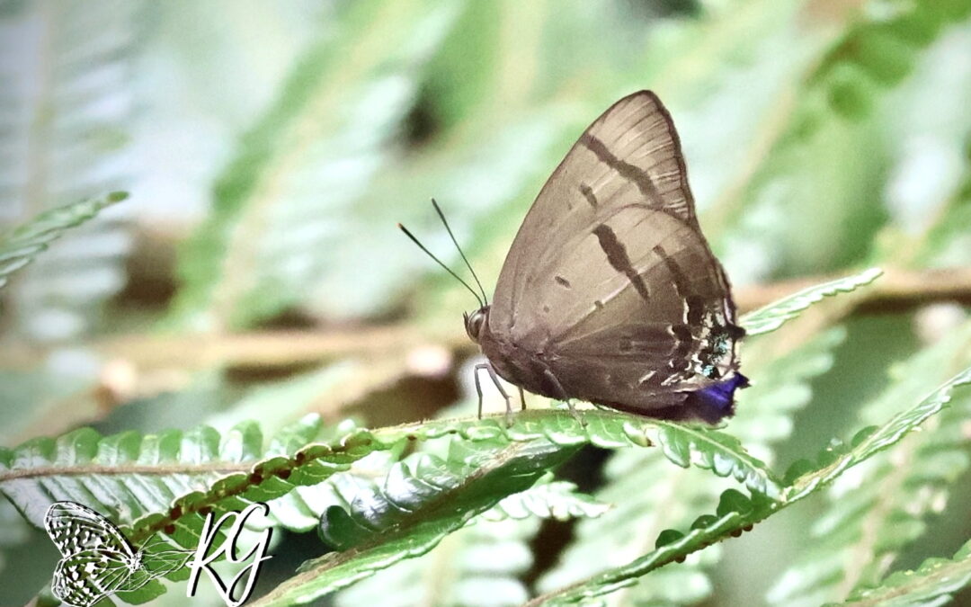 Arhopala caeca