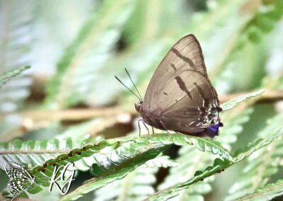 Arhopala caeca