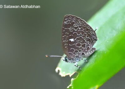 Arhopala elizabethae