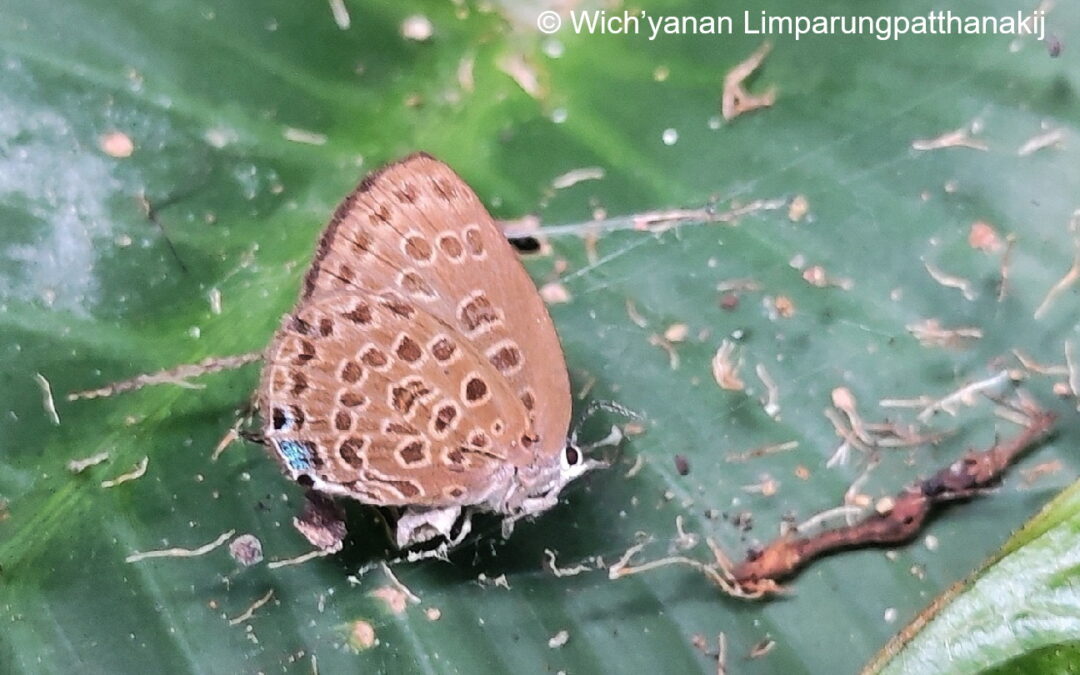 Arhopala johoreana