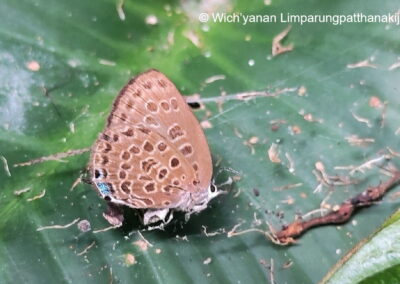 Arhopala johoreana