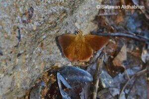 Hasora Lizetta Satawan4