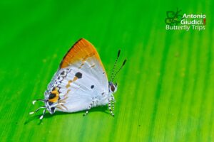 Hypolycaena Tora Semanga