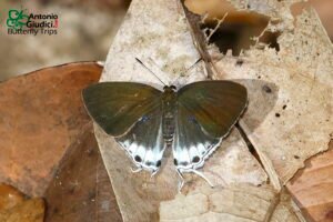 Hypolycaena Tora Semanga Female