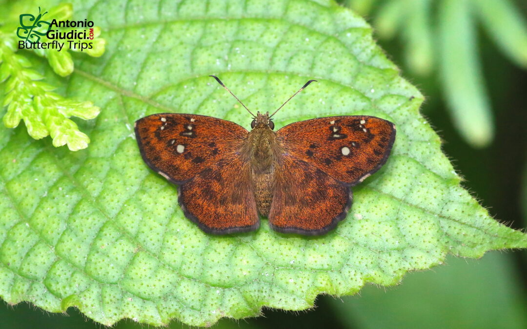 Pseudocoladenia eacus