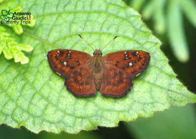 Pseudocoladenia eacus